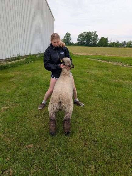Rylee Bloomfield Sulphur Springs Star Farmers - Breeders World