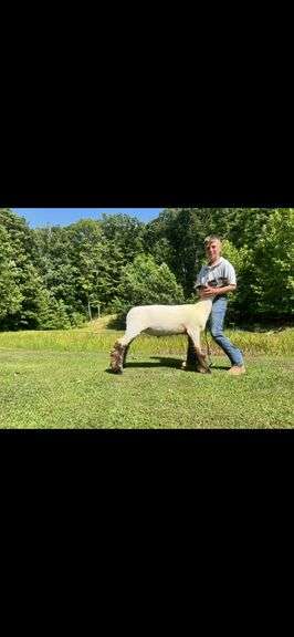 Hunter Riley Ring Raider’s - Breeders World