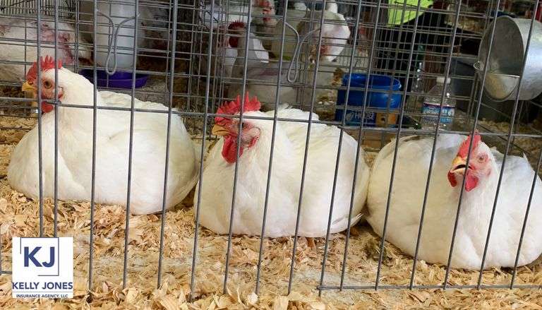 Grand Champion Chicken Clayton  Smith  Family Traditions 4-H Club