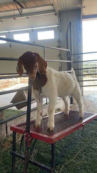 Ethan Boerger Fairbnaks FFA