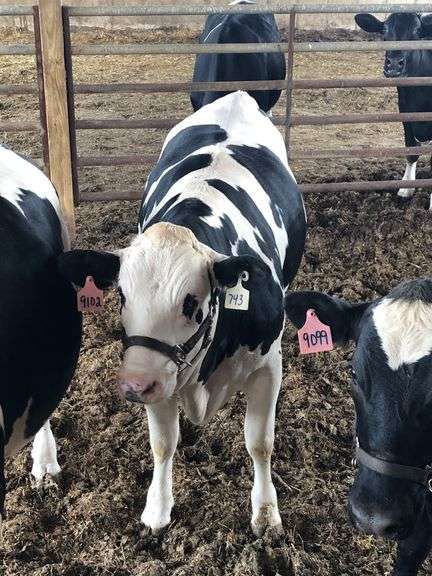 Grand Champion Dairy Steer Adam :Langenkamp Grade A Kids