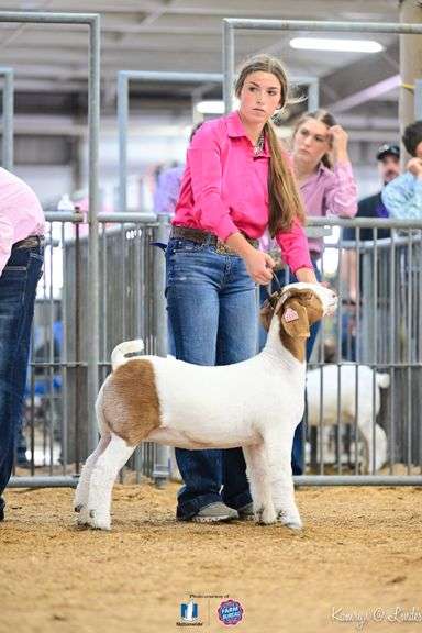 Abby  Barhorst  Anna Livestock