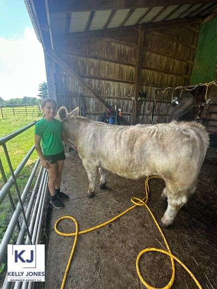 Reserve Champion Goat Avery  Hawkins  Greene Acres