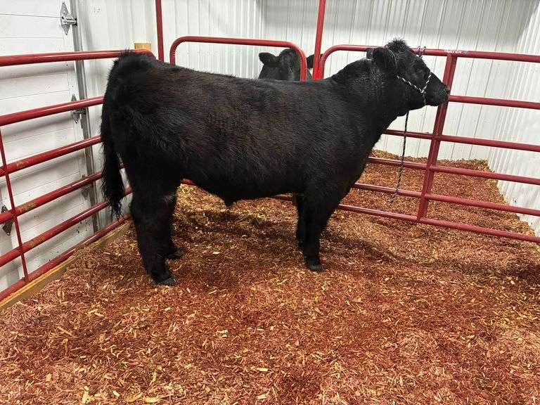 Grand Champion Market Beef Adalee  Printz  Livestock in general