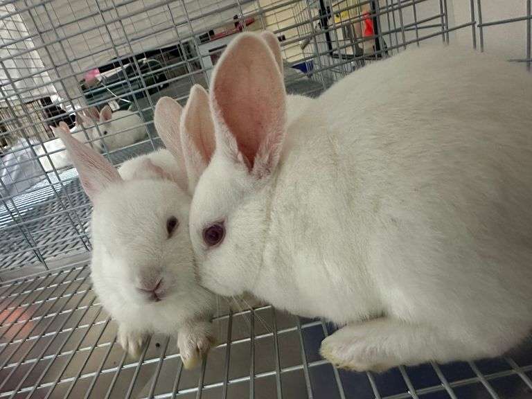 Jayden Birch Blue Ribbon Bandits