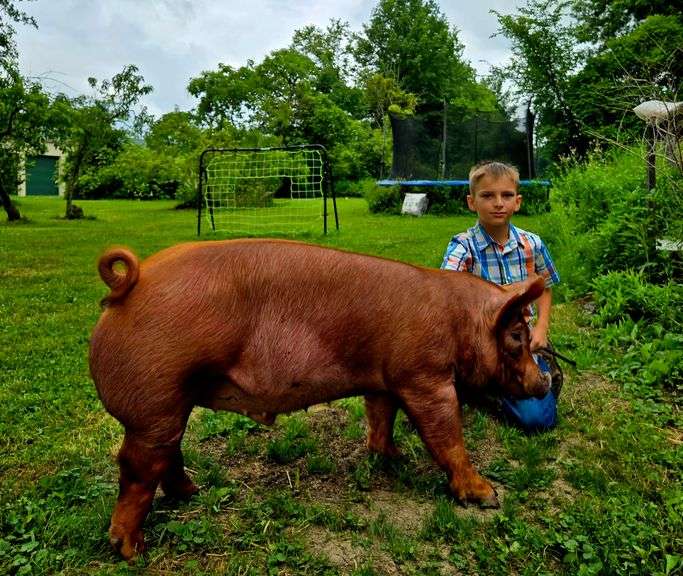 Landon  Alverson  First Class Kids & Kritters 4-H Club