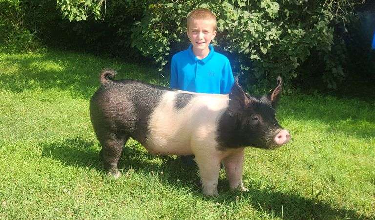 Garrett  Springer  Swingin' Hams