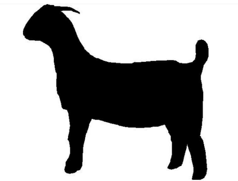 MARKET GOAT  BUMP UP  THESE FUNDS ARE DIVIDED AMONG MARKET GOAT EXHIBITORS WITH LOW END BIDS