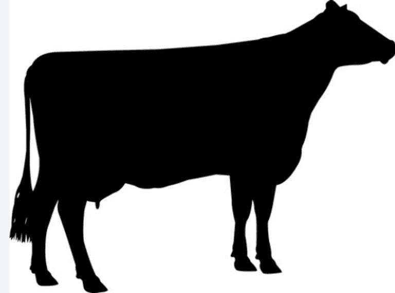 DAIRY STEERS  BUMP UP  THESE FUNDS ARE DIVIDED AMONG DAIRY STEERS EXHIBITORS WITH LOW END BIDS