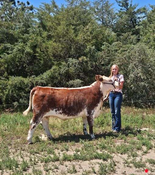 Kyndal  Reich  Colts and Fillies / Kimball FFA