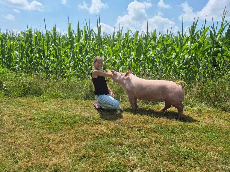 Evangeline  ZettL  Auburn Swine