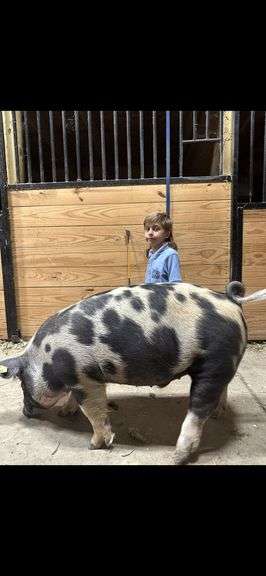 Brantley  Sestak  Our Little Wonders