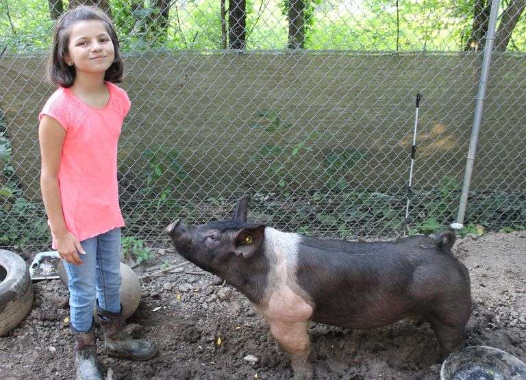 Bernice  Long  Little Porkers