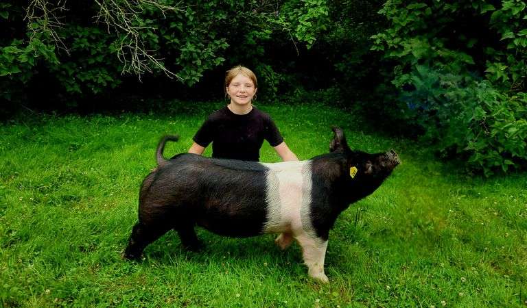 Aliya  Springer  Swingin' Hams