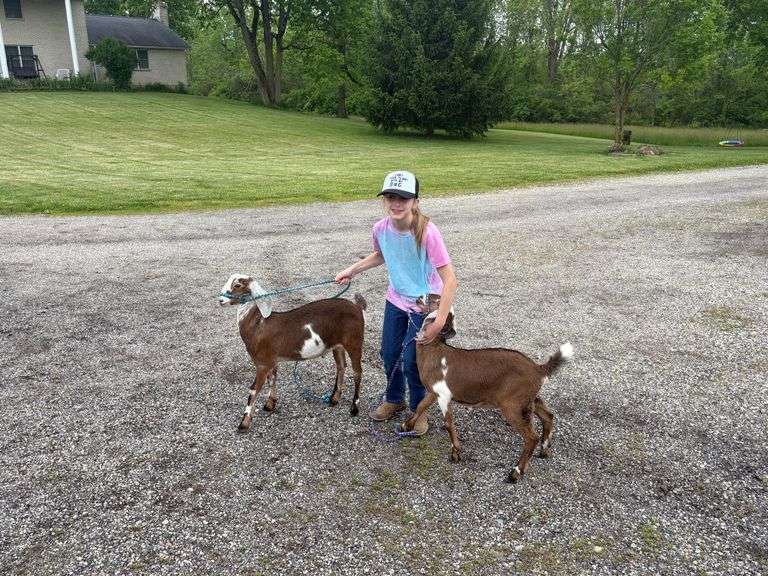 Reese  Bailey  Tom's Run Livestock