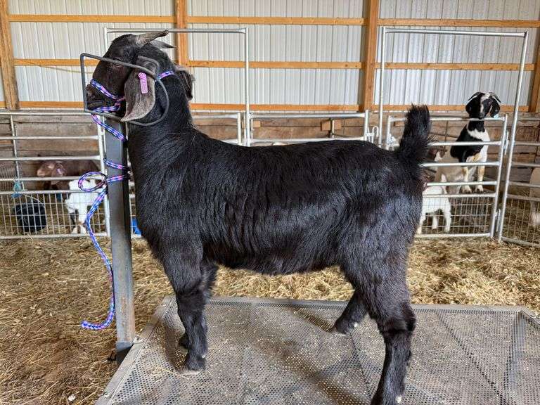 Taylor  Blackwell  Tom's Run Livestock