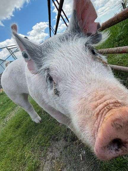 Tysen  Gariety  Progressive Livestock
