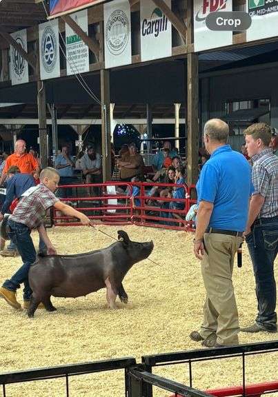 Ashton  Polhamus  Scissors to Sheep