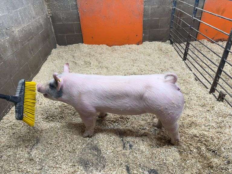 Kaden  Ward  Fort Loramie Livestock