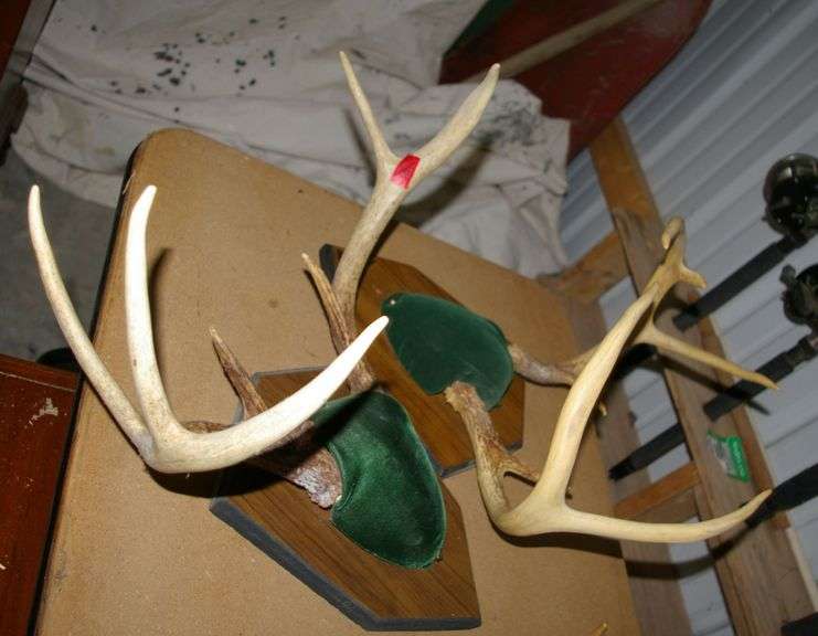 2 Pair Deer Antlers