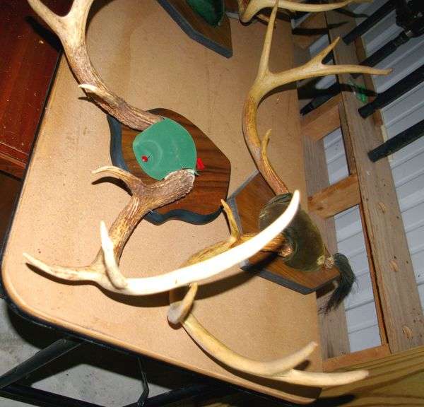 2 Pair Deer Antlers