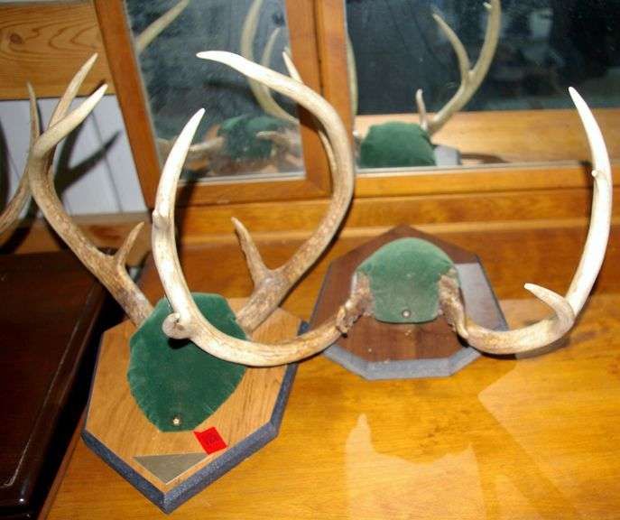 2 Pair Deer Antlers
