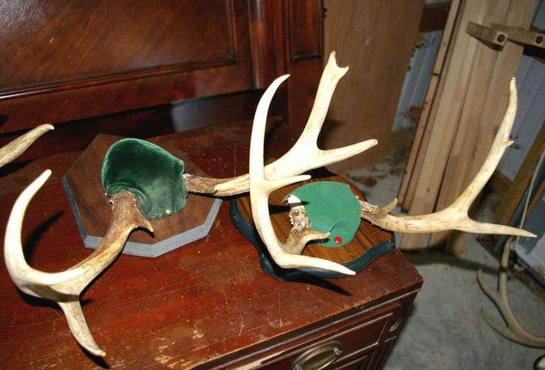 2 Pair Deer Antlers