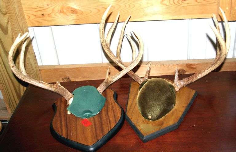 2 Pair Deer Antlers