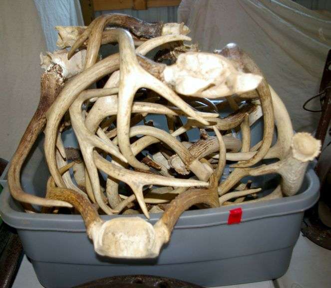 Assorted Antlers & Container