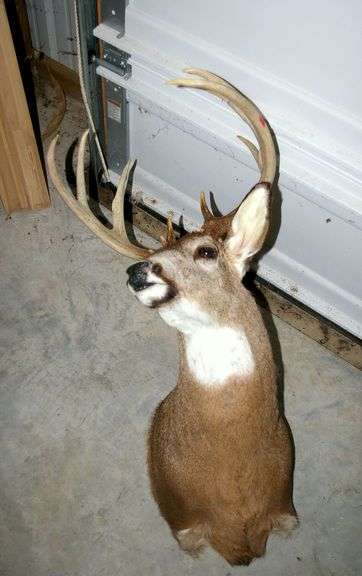 Deer's Head