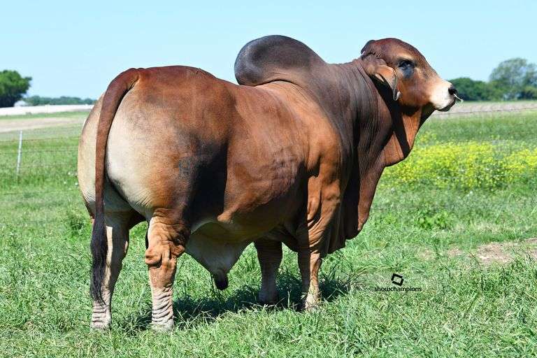 FEMALE SEXED EMBRYOS: +MR WCC MAXIMUS ROJO 82/4 x PCC RAY OF HOPE 11/1