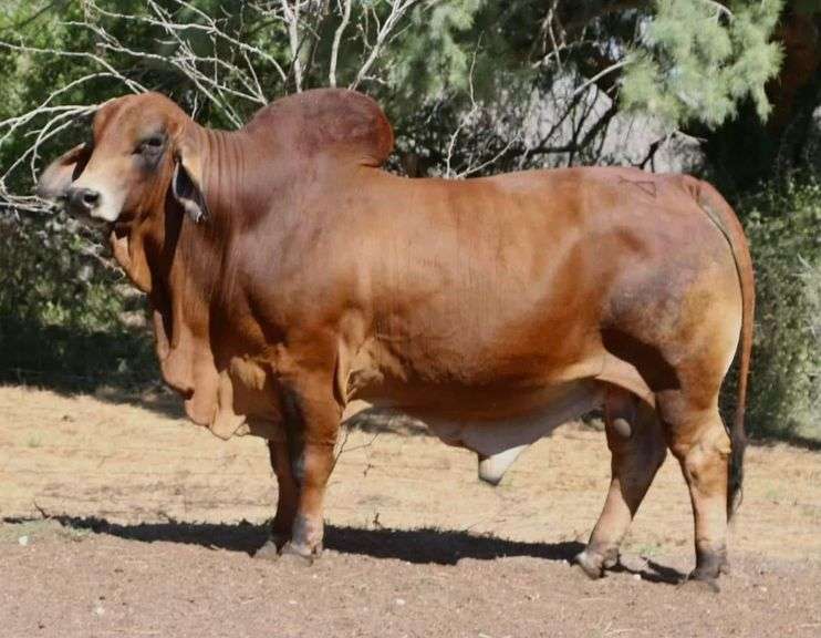 ET SEMEN PACKAGE: LMC LN Polled Pappo 136/6 (P)