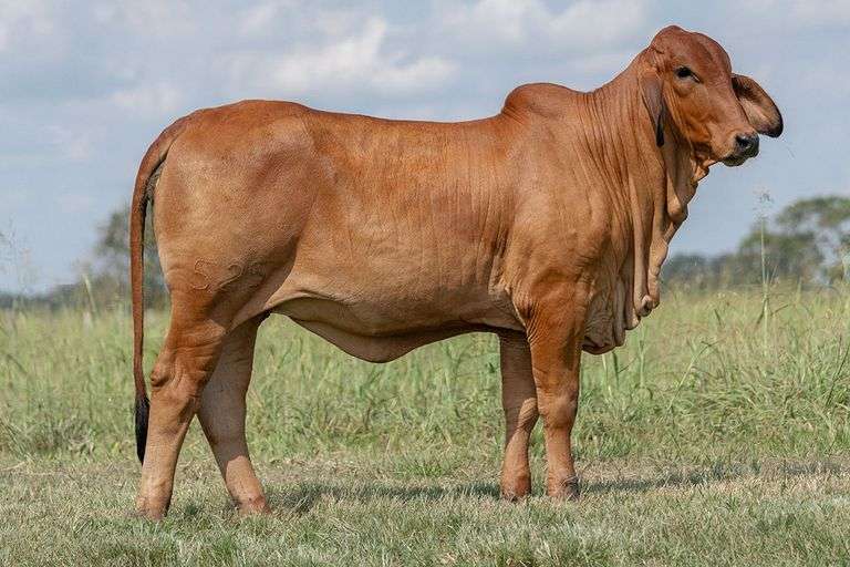 Mojo's Luisa 525 (P)