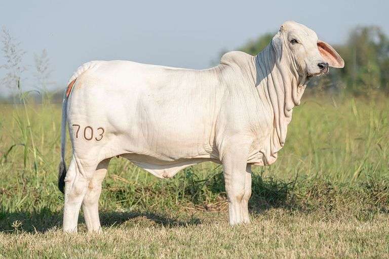 BRC Shake Rattle Roll 703