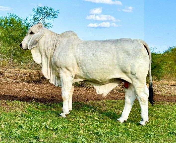 Herd Sire Prospect: LMC LF POLLED 101/4 (P)