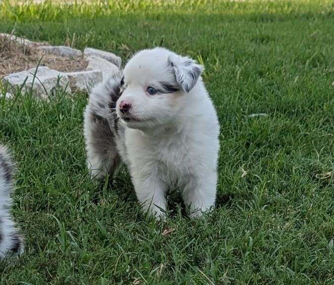 "Begonia" - Mini Aussie Female