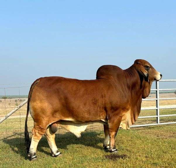 FEMALE SEXED SEMEN:  MR. 4F POLLED LANDMAN 145/1 (P)