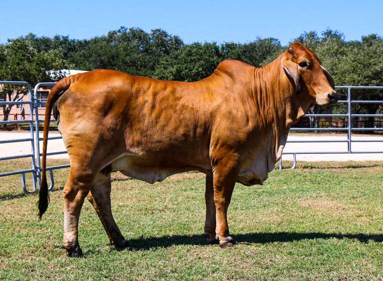 Bred Cow: MISS 4F 158/1 (S)
