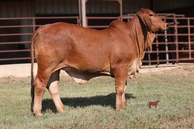 PCC LADY AURORA ROJA 47/4 (P)