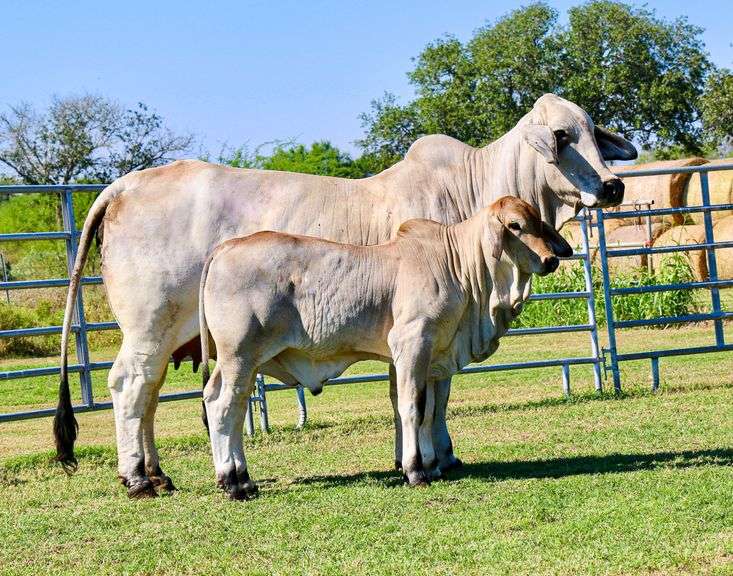 Cow/Calf Pair: LMC LF LADY DIVA 18/1