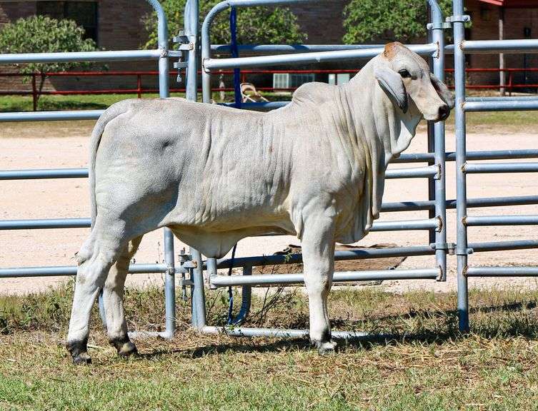 Show Prospect: VICMAR'S LILY 161/5
