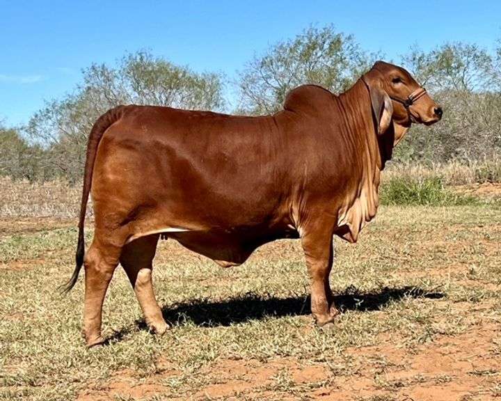 SEMEN: LMC LN POLLED FORESIGHT 159/8 (P)