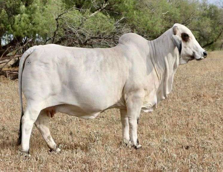 Herd Sire Prospect: LMC LF POLLED VERLANDER 158/3 (PP)