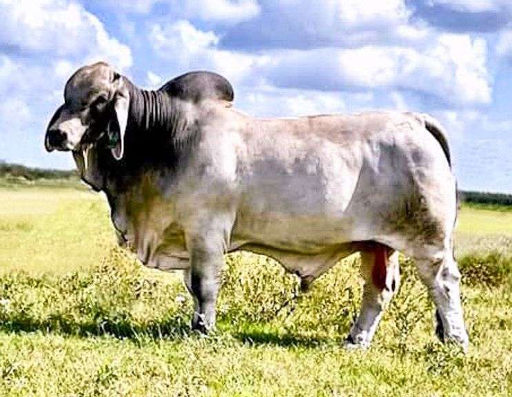 SEMEN: LMC LF POLLED HOSS 108/9 (S)