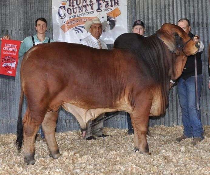 SEMEN: PCC POLLED PRIMETIME 13/8 (P)