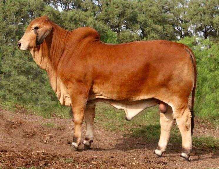 EMBRYOS: POLLED PATHFINDER X +MISS TRIPLE C 5/4 (P)