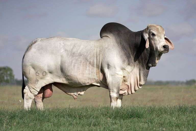 115 x 160 Frozen Embryos