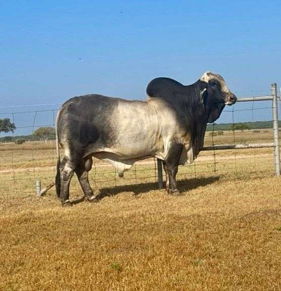 Herd Sire: MR.4F POLLED PADRINO 95/0 (P)