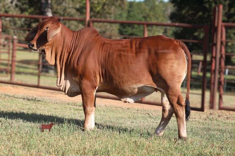 PCC LADY ELLA ROJA 47/46