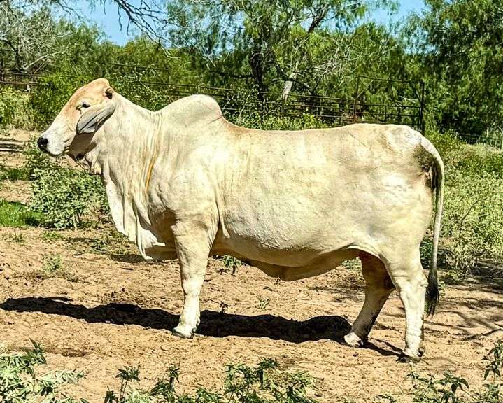 Donor: +JDH LADY MANSO 384/1 (S)